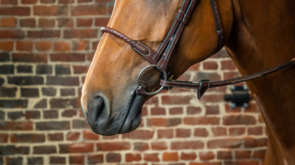 DYON ROPE LEATHER COVERED NOSEBAND