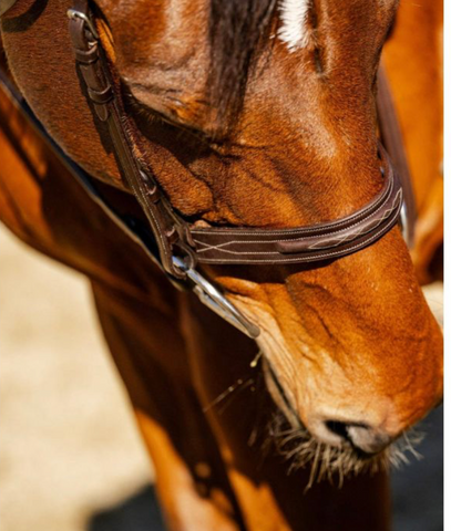 EXTRA WIDE HUNTER BRIDLE TH